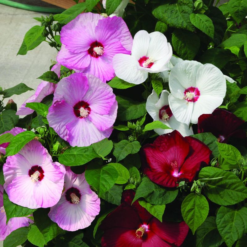 Hibiscus Honeymoon Formula Mix - Frø -