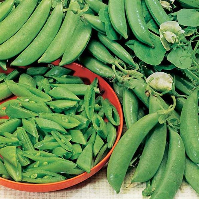 Hovedbilde Sukkerert Suger Snap Delikett -Frø-