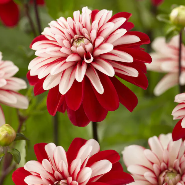 Hovedbilde Dahlia Pacific Time - 1 knoll