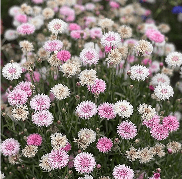 Hovedbilde Centaurea Classic Romantic -Frø- Kornblomst