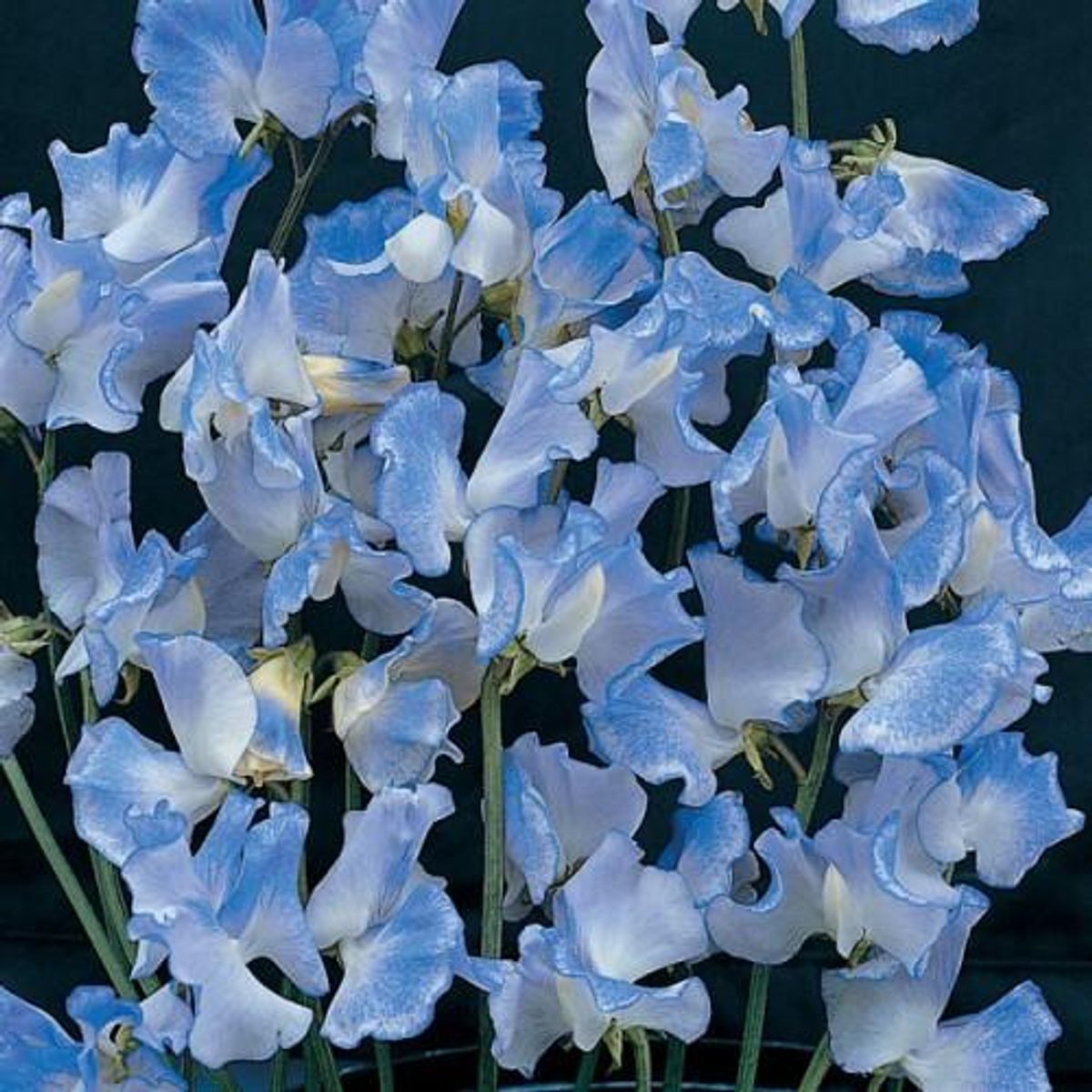 Lathyrus Blue Ripple - Frø - Blomsterert