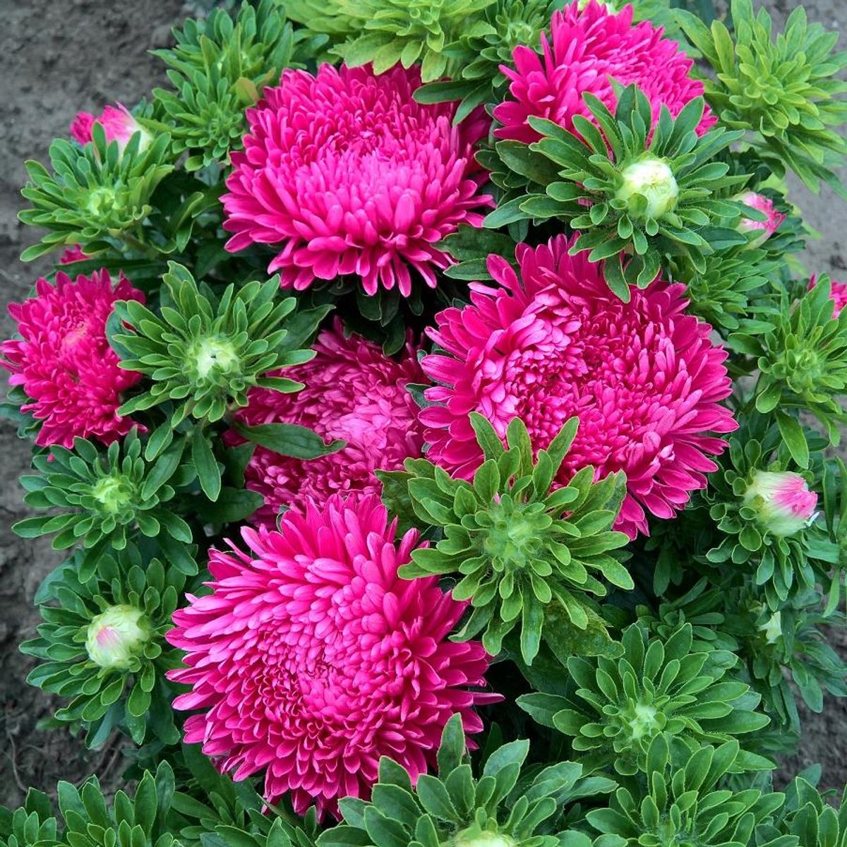 Aster chinensis Milady Carmine -Frø-