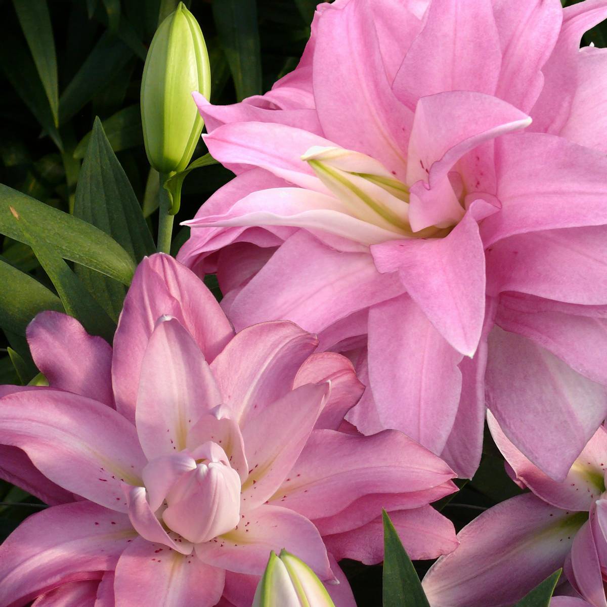 Lilje Lotus Breeze - 3 liljeløk