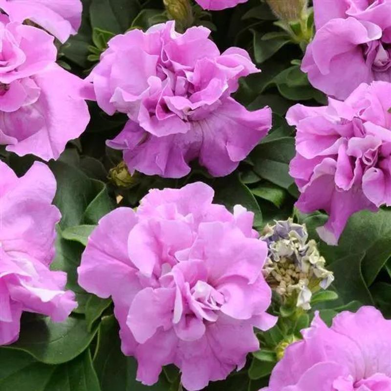 Petunia multiflora Duo Lavender - Frø -