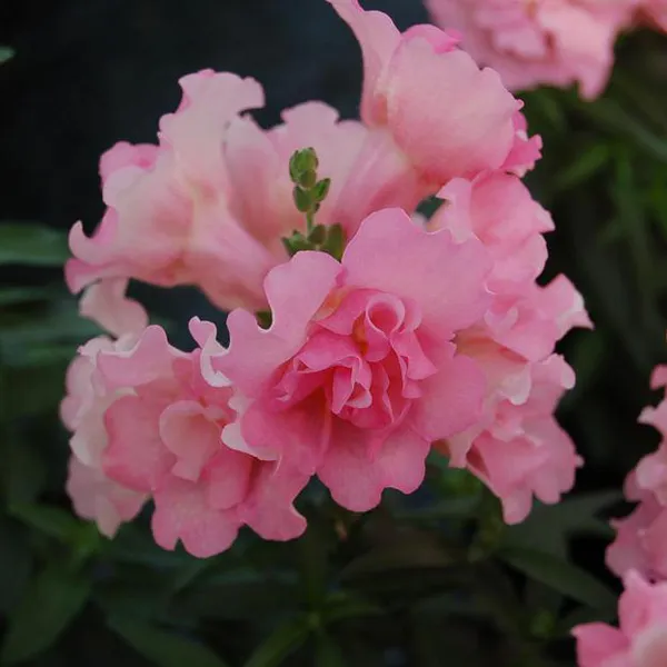 Hovedbilde Antirrhinum majus Twinny Appleblossom F1. ...
