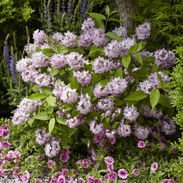 Hovedbilde Deutzia Raspberry Sundae. Stjernetopp - 1 plante 