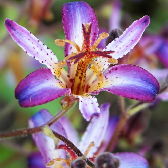 Hovedbilde Tricyrtis Taiwan Adbane. Skyggelilje - 1 rot