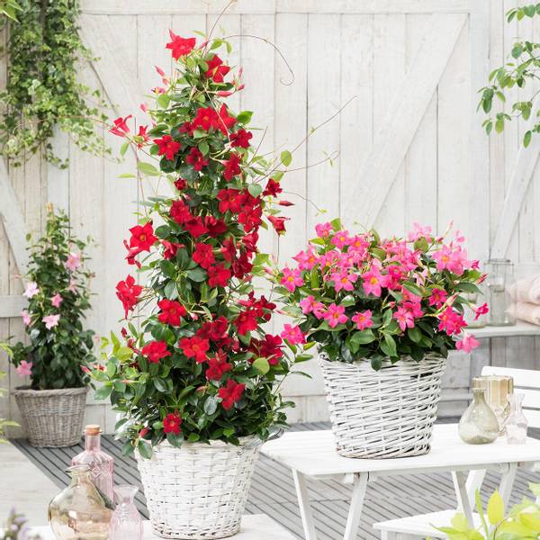 Bilde av Dipladenia. YNDE, rosa - 1 plante