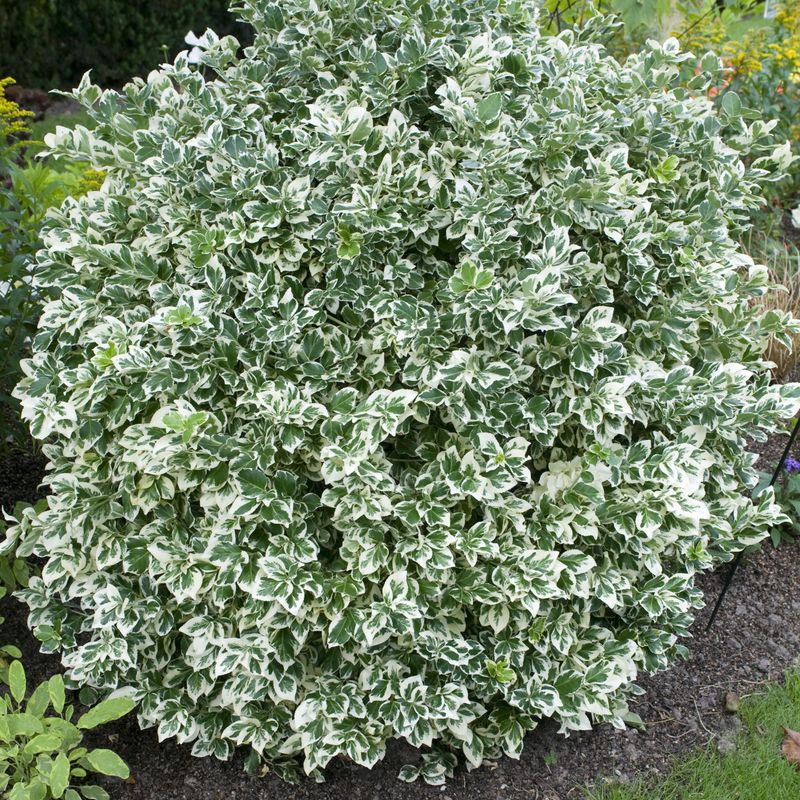 Euonymus fortunei Emerald Gaiety. Beinved - 1 plante i 9 cm potte