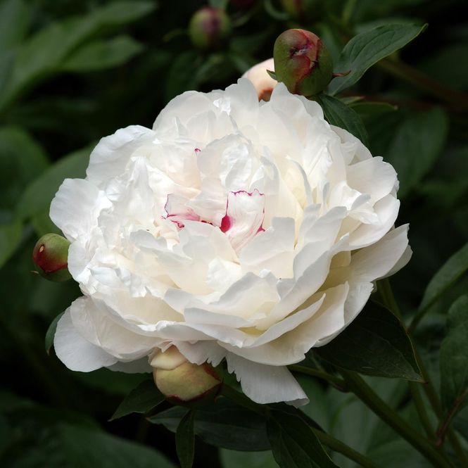 Hovedbilde Paeonia lactiflora Festiva Maxima. Silkepeon - 1 ...