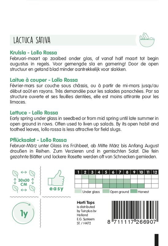 Salat Lollo Rosso -Frø-