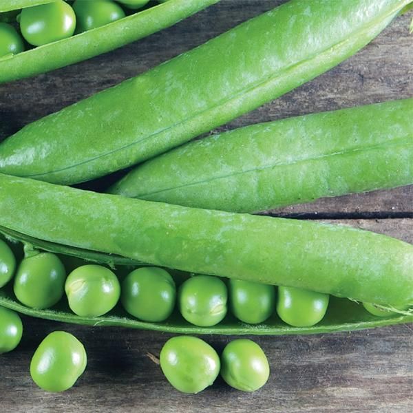 Hovedbilde Ert Kelvedon Wonder -Frø-