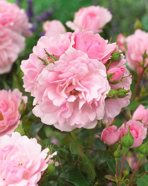 Hovedbilde Rose Bonica 82. Klaserose