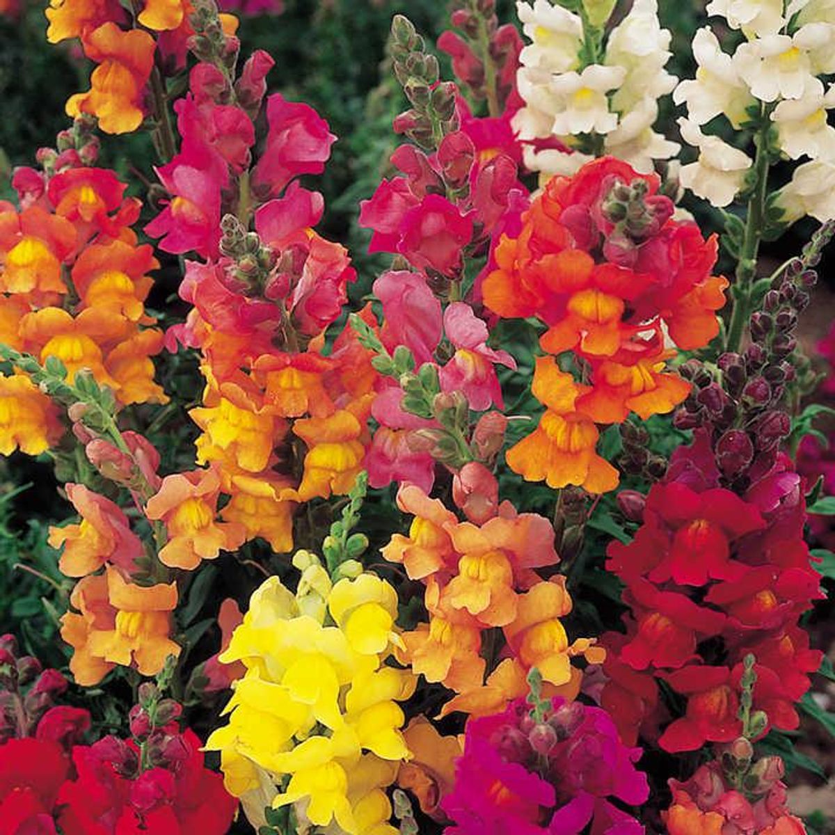 Antirrhinum Illumination Mix - Frø -  Løvemunn