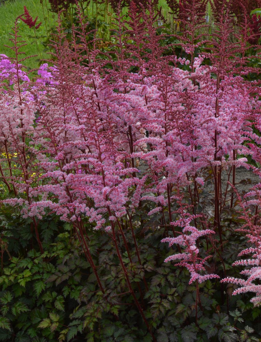 Astilbe Color Flash - 1 rot