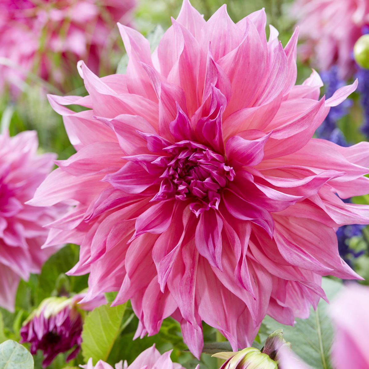 Dahlia Café au lait Rosé - 1 knoll