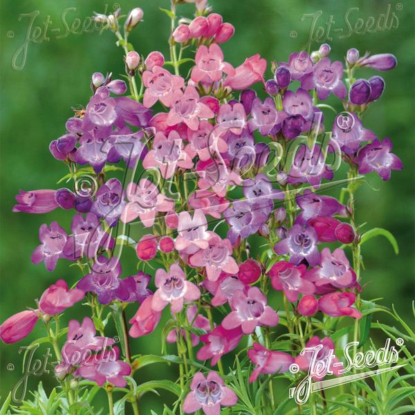 Hovedbilde Penstemon x mexicale Sunburst Colours. Rørblomst ...