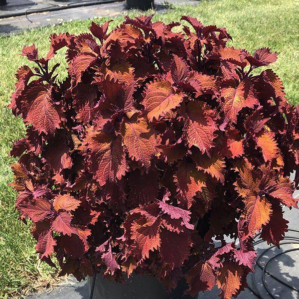 Bilde av Coleus Wicked Hot. 3 stk pluggplanter