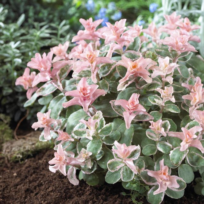 Hovedbilde Sedum Pinky. Oktoberbergknapp. 1 rot