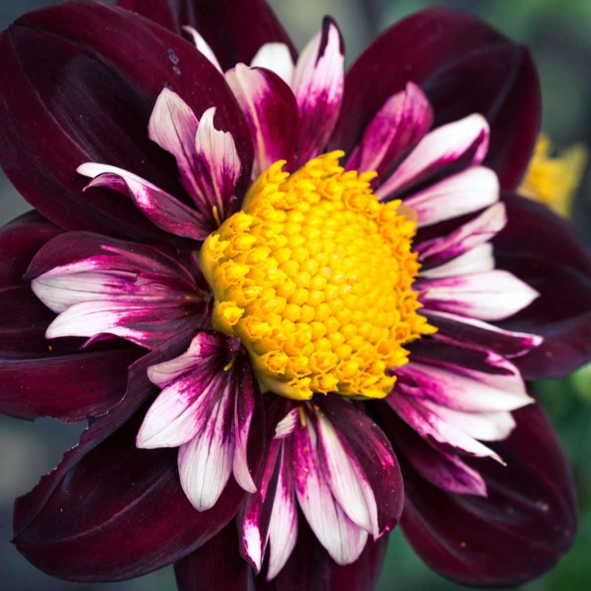 Dahlia  Night Butterfly - 1 knoll