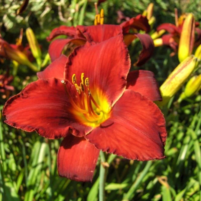 Hovedbilde Hemerocallis Ruby Stella. Daglilje - 1 rot 