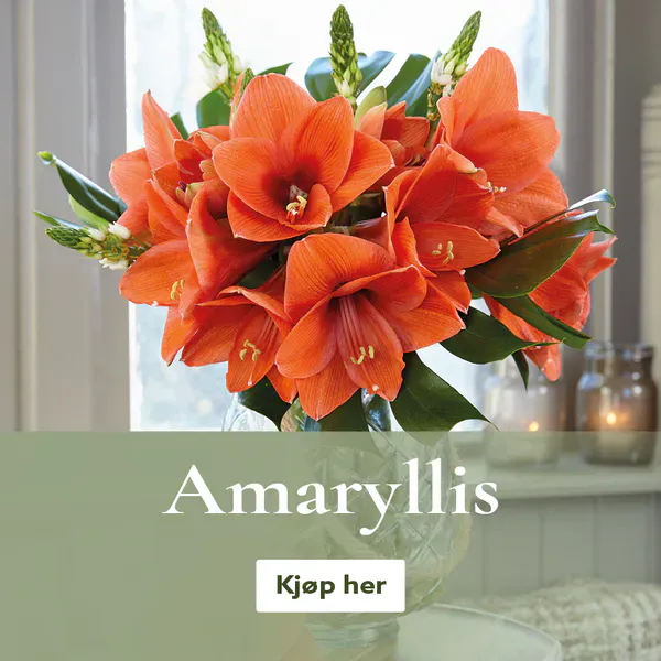 Amaryllis - kjøp amaryllis på nett