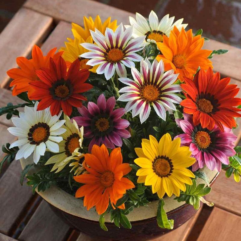 Gazania splendens New Day Mix. -Frø- Påfuglblomst 