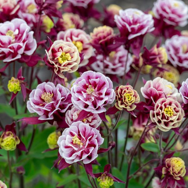 Hovedbilde Aquilegia vulgaris Winky Red White. Akeleie  1 ...