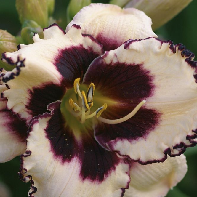 Hovedbilde Hemerocallis Sabine Bauer. Daglilje - 1 rot