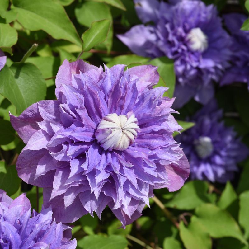 Clematis Multi Blue - Klematis - 1 rot