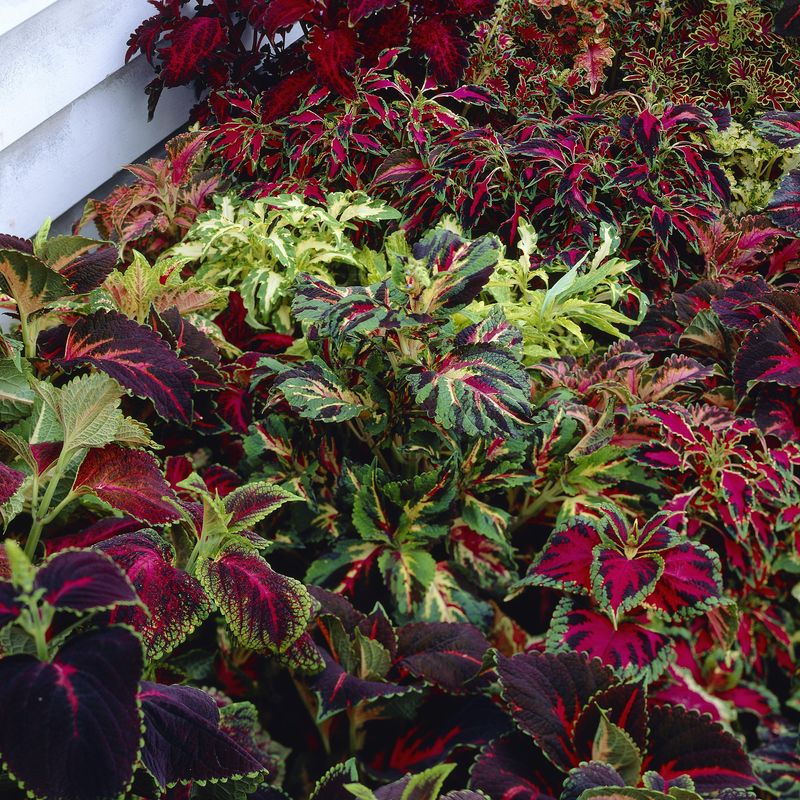 Coleus scuttelarioides Pinto Mix. -Frø- Spragleplante