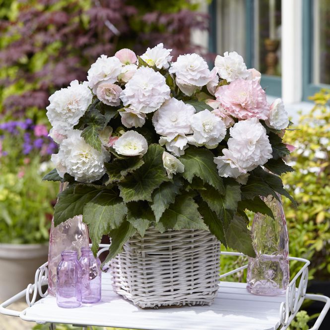Hovedbilde Begonia Wummi Apfelblute - 3 knoller