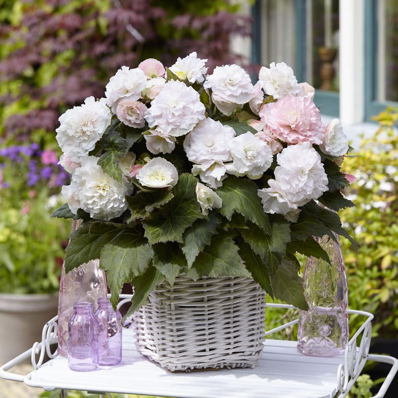 Begonia Wummi Apfelblute - 3 knoller