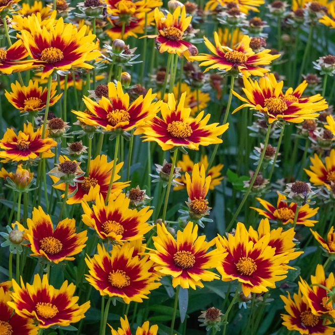 Hovedbilde Coreopsis verticillata Solar Jewel. ...