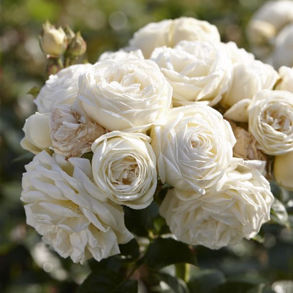 Hovedbilde Rose Artemis. Buskrose