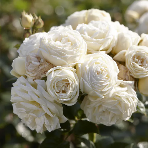 Hovedbilde Rose Artemis. Buskrose