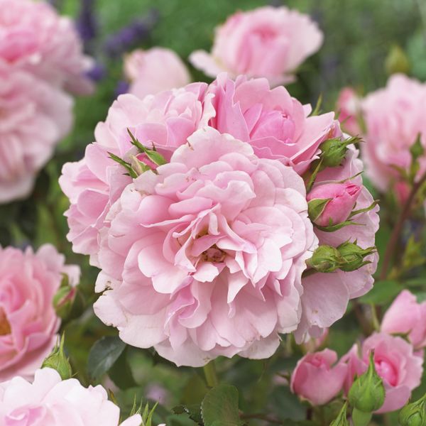 Hovedbilde Rose Bonica 82. Klaserose