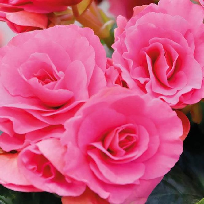 Hovedbilde Begonia Double Pink. 3 knoller
