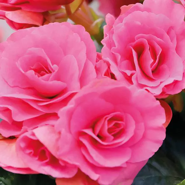 Hovedbilde Begonia Double Pink. 3 knoller