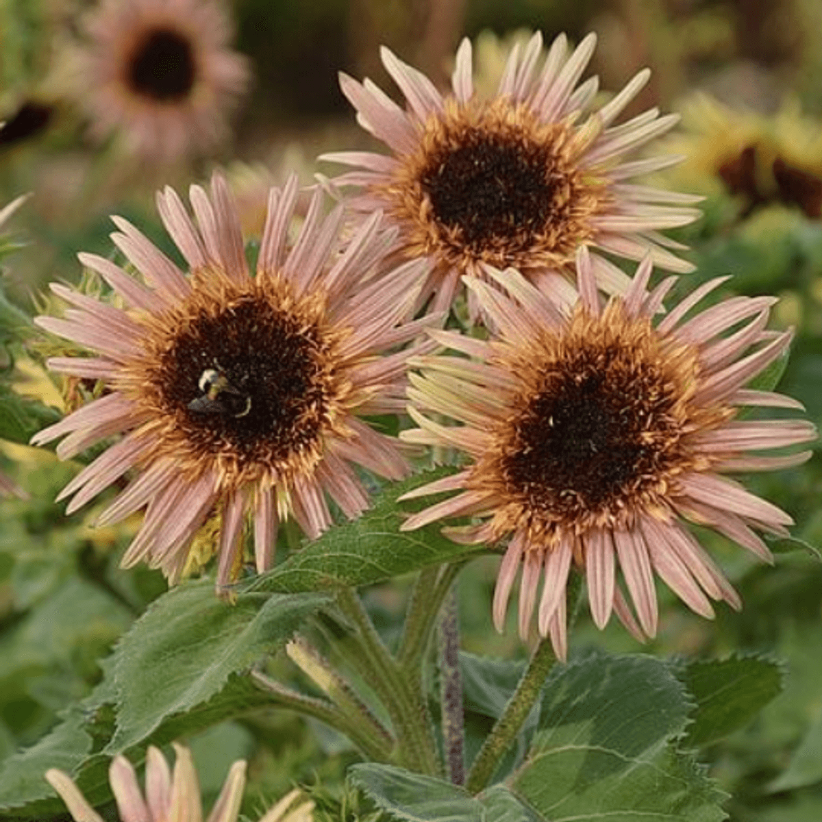 Helianthus annuus Astra Rose. Solsikke -Frø-