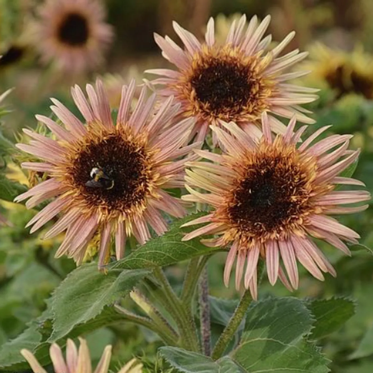 Helianthus annuus Astra Rose. Solsikke -Frø-