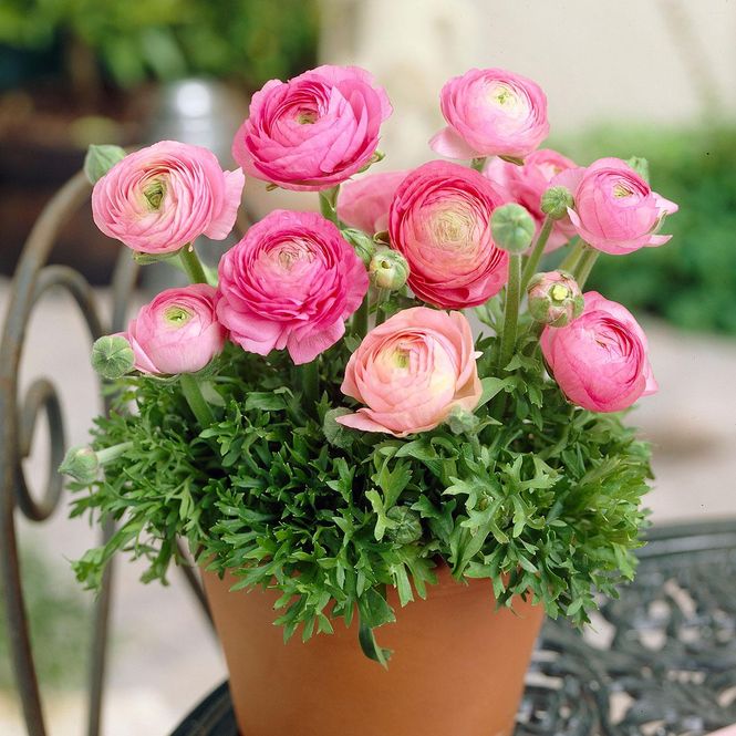 Hovedbilde Ranunculus Pink  Hageranunkel - 10 knoller