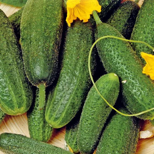 Hovedbilde Agurk/syltagurk Pickling Paris -Frø-