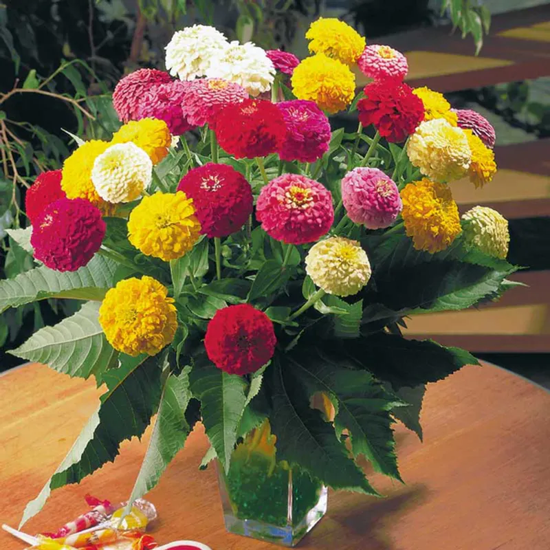 Zinnia elegans Oklahoma Mix -Frø-