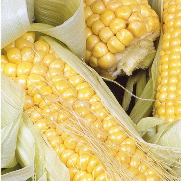 Hovedbilde Mais/sukkermais Golden Bantam -Frø-