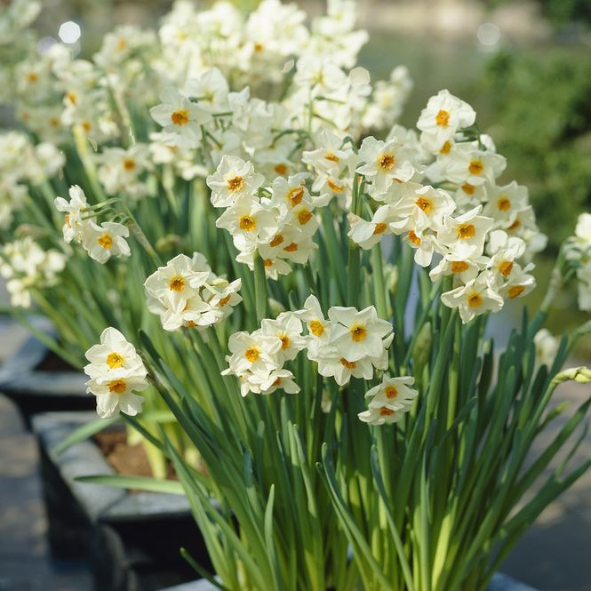 Hovedbilde Påskelilje Geranium - 5 løk