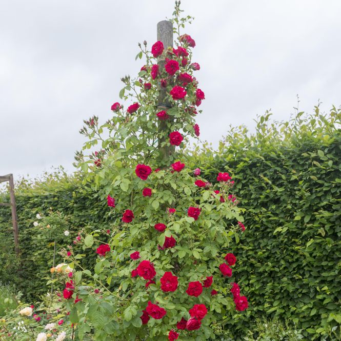 Hovedbilde Rose Flammentanz - Klatrerose