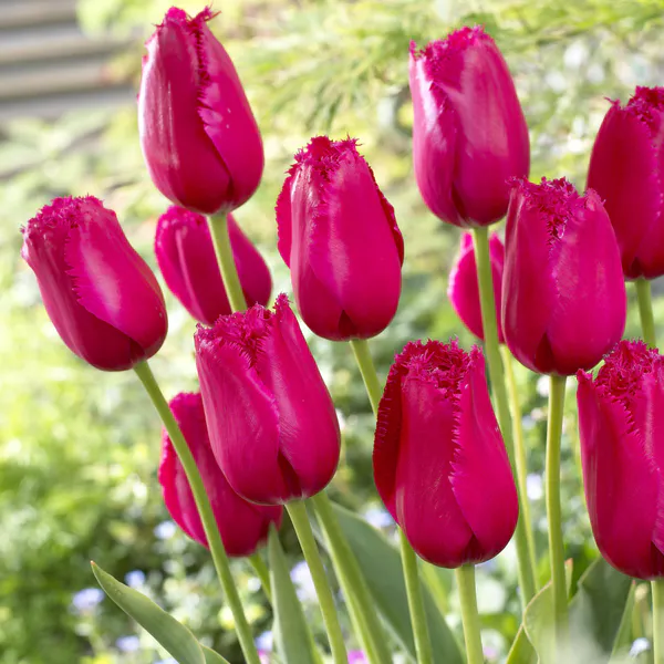 Hovedbilde Tulipan Burgundy Lace - 7 løk