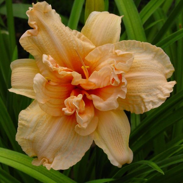 Hovedbilde Hemerocallis Double Dream. Daglilje  1 rot