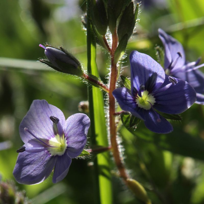 Veronica gentianoides Little Blues -Frø-